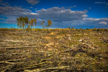 Clearcutting for Wildlife