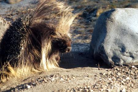 Alaska's Porcupines