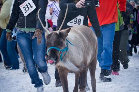 Running of the Reindeer