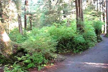 Shelikof Trail