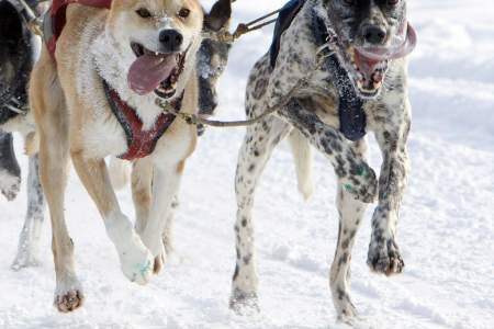 Iditarod Sled Dog Race (Ceremonial Start)