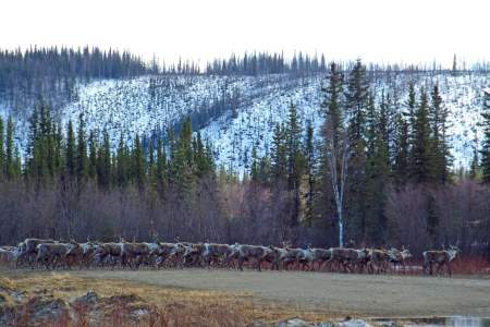 Fortymile Caribou Herd
