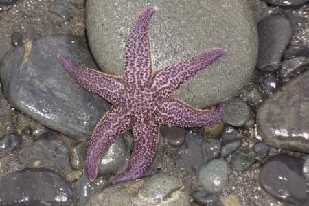 Tidepooling in Homer
