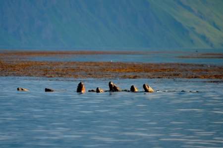 Dutch Harbor Spit Head