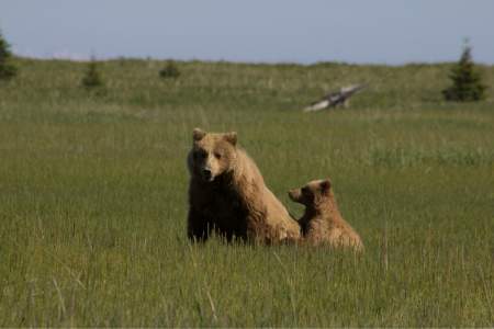 Silver Salmon Creek: Explore Bears by ATV