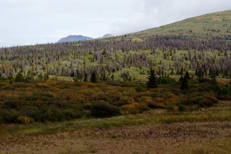 Spruce Bark Beetles