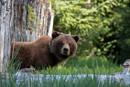 Juneau Guided Tours
