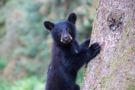 Anan Wildlife Observatory: Bears Near Ketchikan & Wrangell