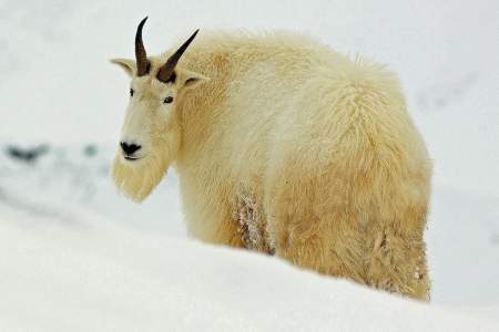 Mountain Goat Viewing
