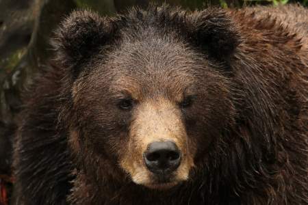 Fortress of the Bear: Guaranteed Bear Viewing