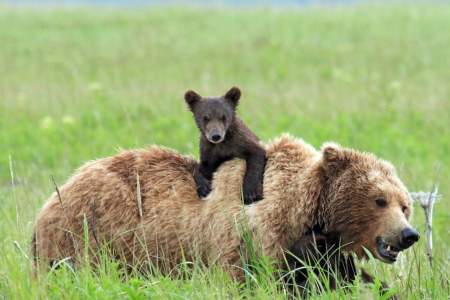 Hallo Bay: Bears Fishing in the Surf