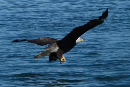 Bald Eagle Viewing on the Homer Spit
