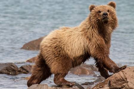 Kukak Bay: Wilderness Lodge & Bear Viewing