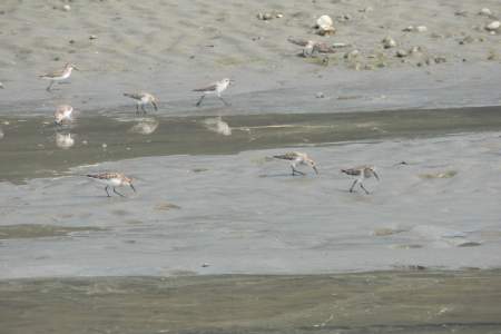 Kasilof River - Mouth 2