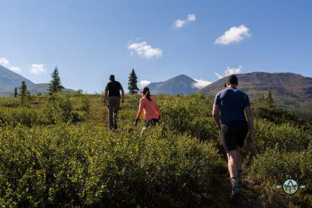 denali guided hikes