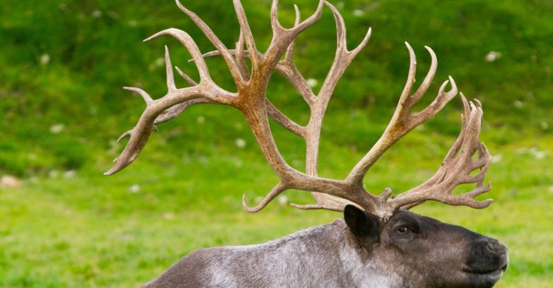 Alaska Magazine  Caribou Antlers: A Means of Seduction