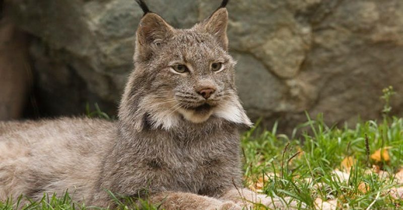 city lynx barrow