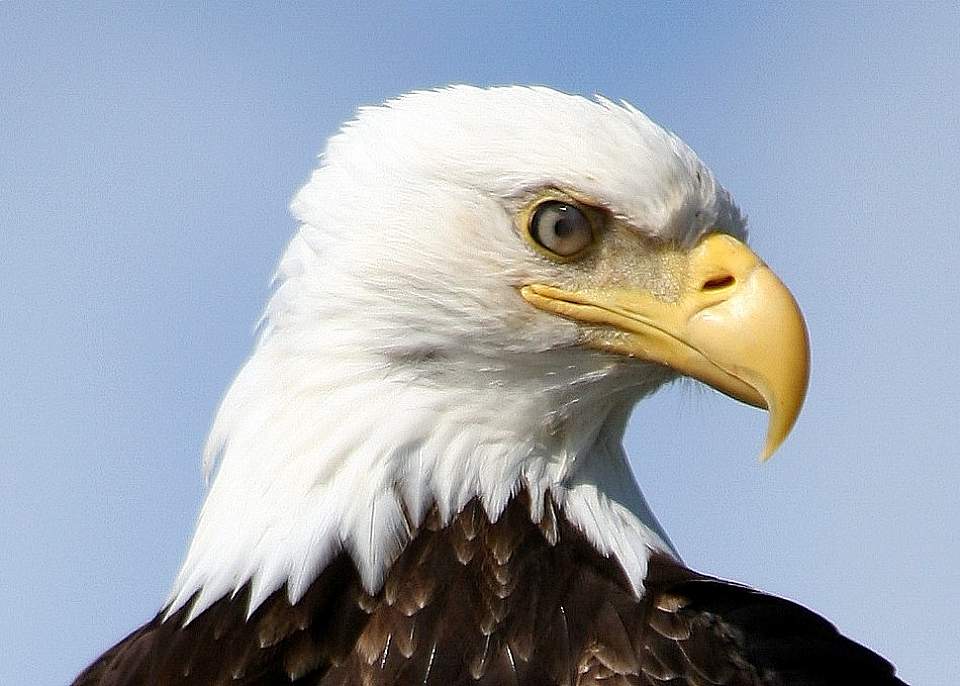 A Bald Eagle enjoying Glacier Bay National Park