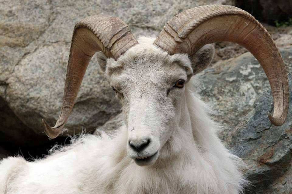 Sheep 26 Goat 02 mwj7o3