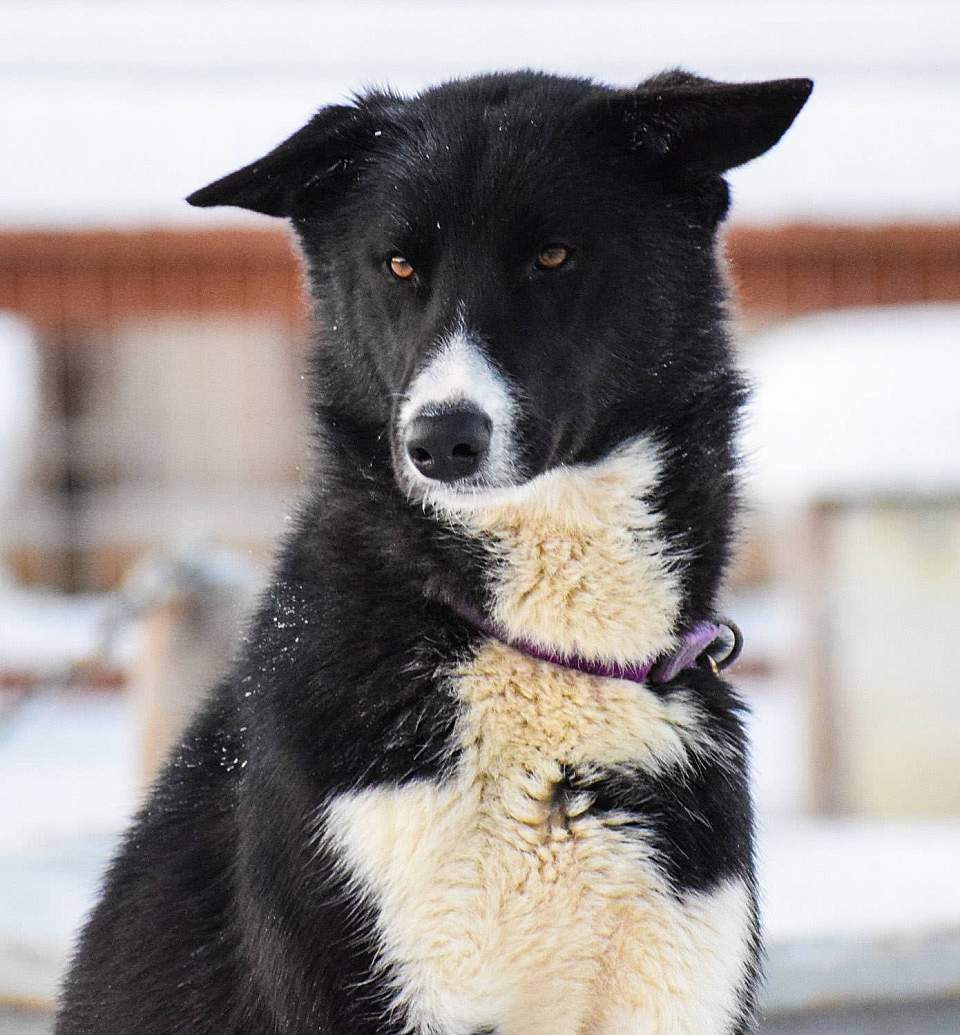 Alaska Mushing School is located just 60 miles outside of Anchorage