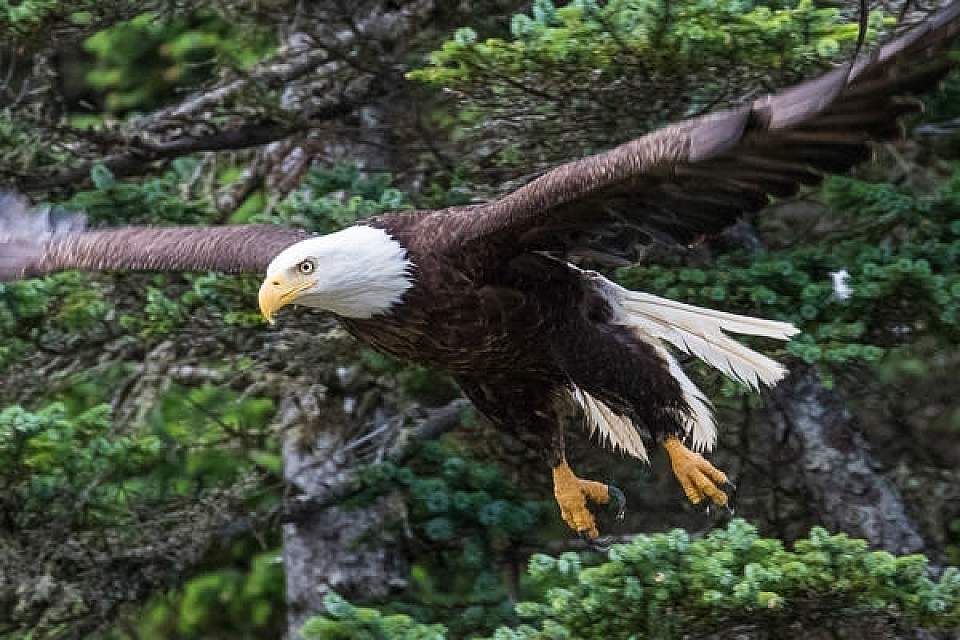 Small-group adventures highlighting some of Alaska’s most compelling coastline