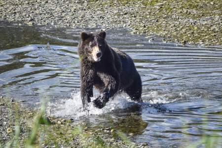 Above & Beyond Alaska: Fortress of the Bears Kayak Adventure