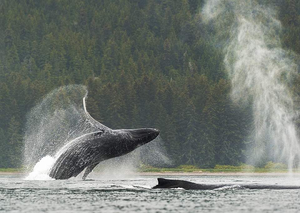 Liz Breaching Whale