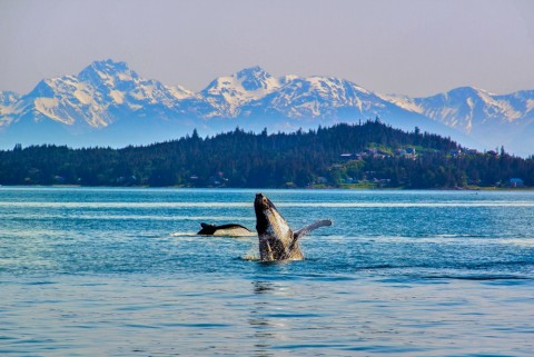 Interested in wildlife? Captain Hoock will bring your group to the best viewing spots