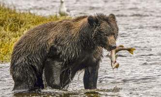 Alaska Adventure Sailing 0003