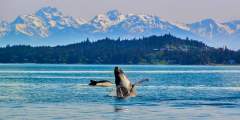 Alaska Alaska Adventure Sailing Juneau whales for bob to edit Alaska Adventure Sailing
