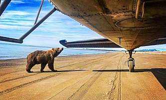 Alaska Air Service Bears Lake Clark IMG 9901