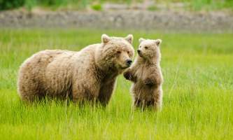 Alaska Air Service Bears Lake Clark Mom and Cub