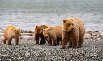 Alaska Air Service Bears Lake Clark beach bears