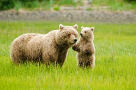Alaska Air Service: Bear Viewing