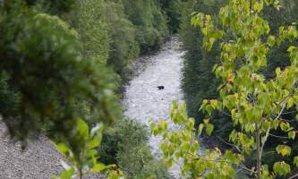 Girdwood Bear crossing creek alaska atv adventures
