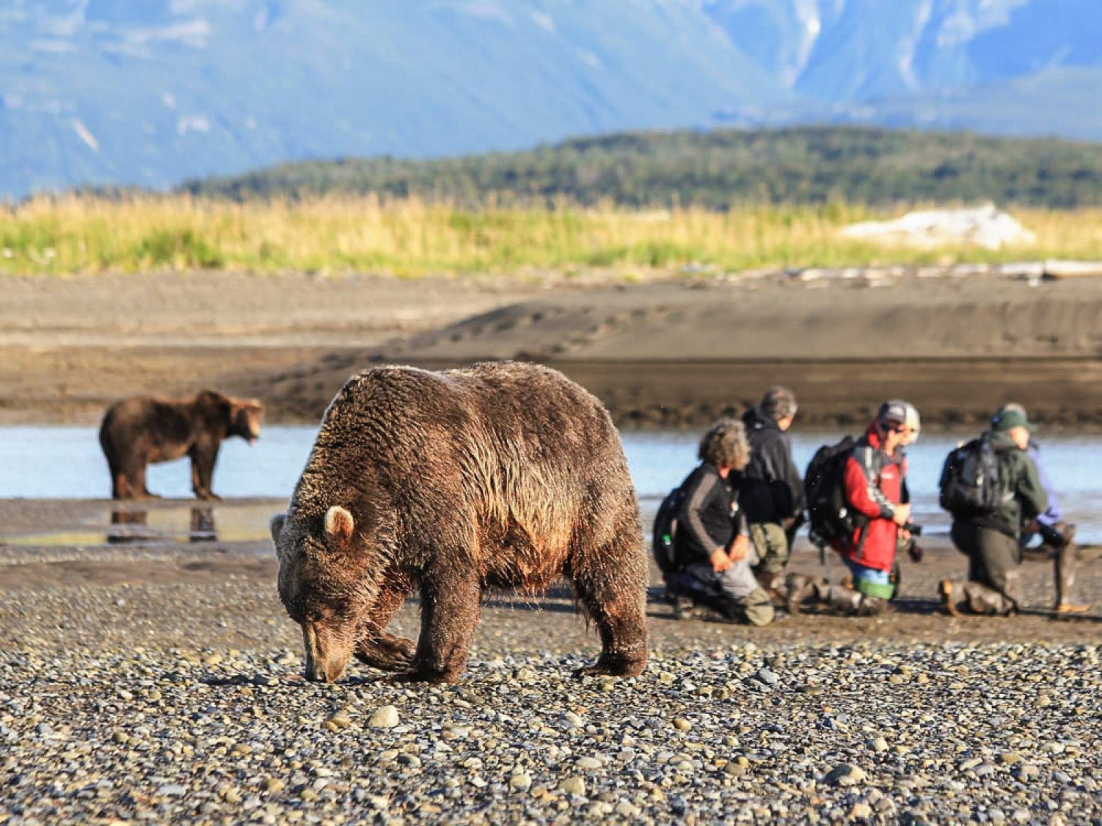 alaska bear excursions
