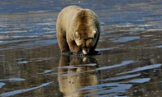 Alaska Bear Adventures with K Bay 05 13 09 1539 M2019