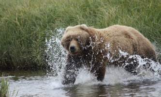 Alaska Bear Adventures with K Bay 07 02 09 37292019