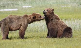 Alaska Bear Adventures with K Bay 07 02 09 37912019