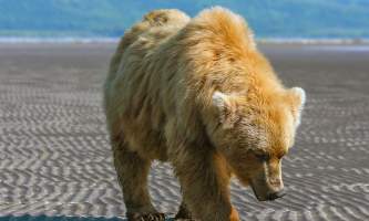 Alaska Bear Adventures with K Bay 07 07 09 6473 Cleaned Adjusted 22019
