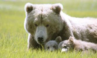 Alaska Bear Adventures with K Bay 07 08 09 7238 22019