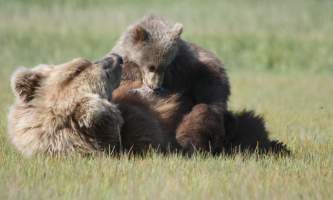Alaska Bear Adventures with K Bay 07 29 09 2812 22019