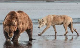 Alaska Bear Adventures with K Bay 122 22019