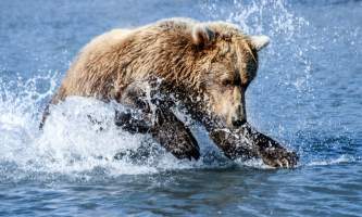 Alaska Bear Adventures with K Bay 202 22019