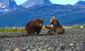 Alaska Bear Adventures with K Bay IMG 22542019