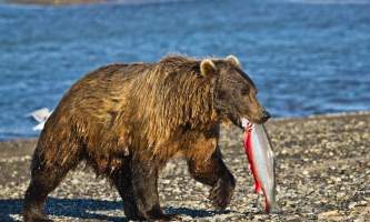 Alaska Bear Adventures with K Bay am 163mod2019