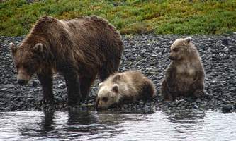 Alaska Bear Adventures with K Bay am jjf 041 mod2019