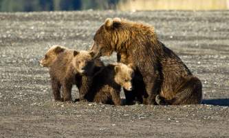 Alaska Bear Adventures with K Bay pm 167mod2019