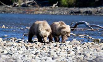 Alaska Bear Adventures with K Bay pm 209mod2019
