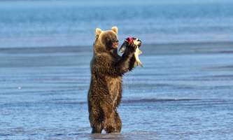 Alaska Bear Adventures with K Bay pm 214mod2019